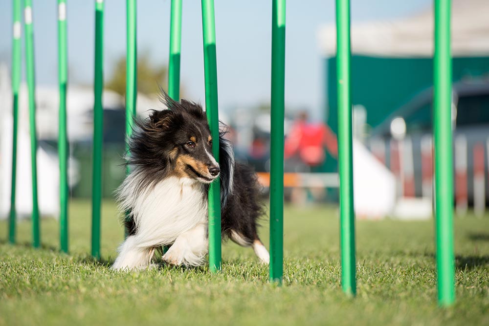 azienda alimentazione cani sportivi