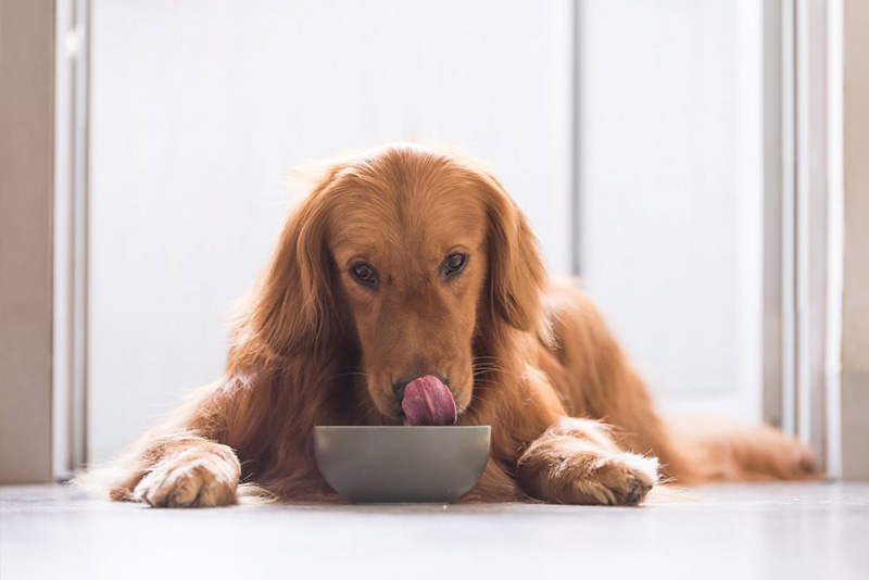 cibo per cani acquisto online