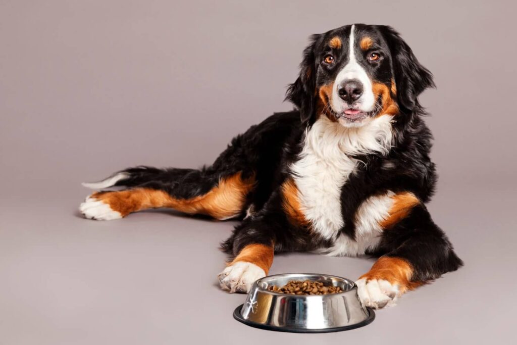 Qual è il ruolo dell’Alimentazione nella capacità riproduttiva del cane?